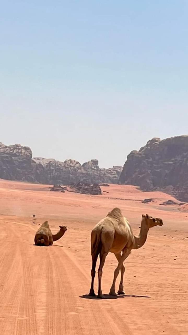 Enad Desert Camp Wadi Rum Exteriör bild